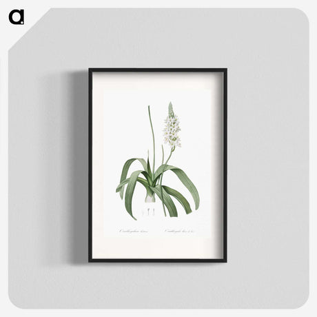 2-98_The-Lilies_blk