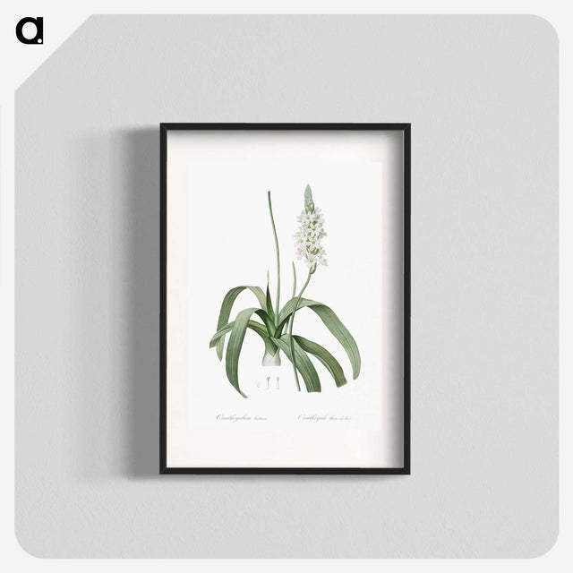 2-98_The-Lilies_blk
