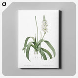2-98_The-Lilies_canvas