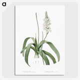 2-98_The-Lilies_picture-crop