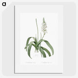 2-98_The-Lilies_picture