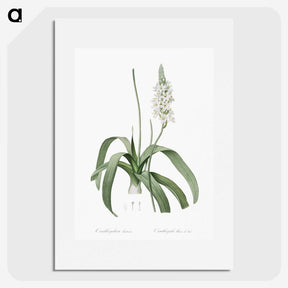 2-98_The-Lilies_picture