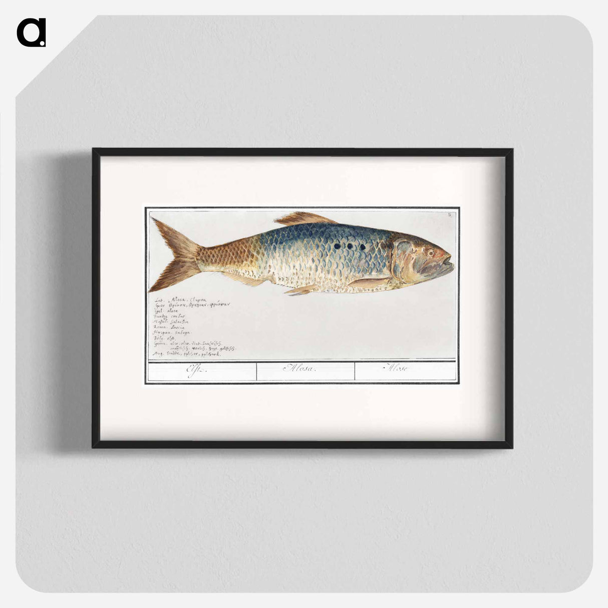 Elft, Alosa alosa - アンセルムス ボエティウス デ ブート Poster.