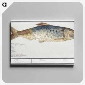 2-99_Anselmus-Boetius-de-Boodt_canvas