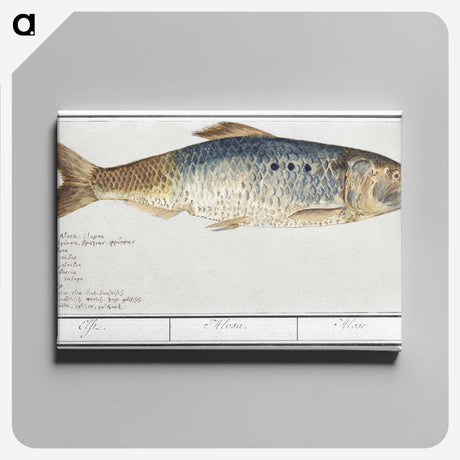 2-99_Anselmus-Boetius-de-Boodt_canvas
