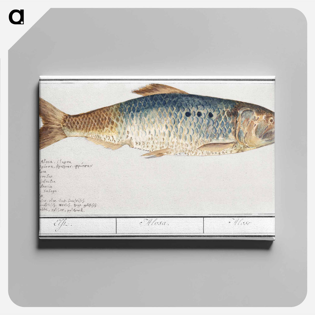 Elft, Alosa alosa - アンセルムス ボエティウス デ ブート Canvas.