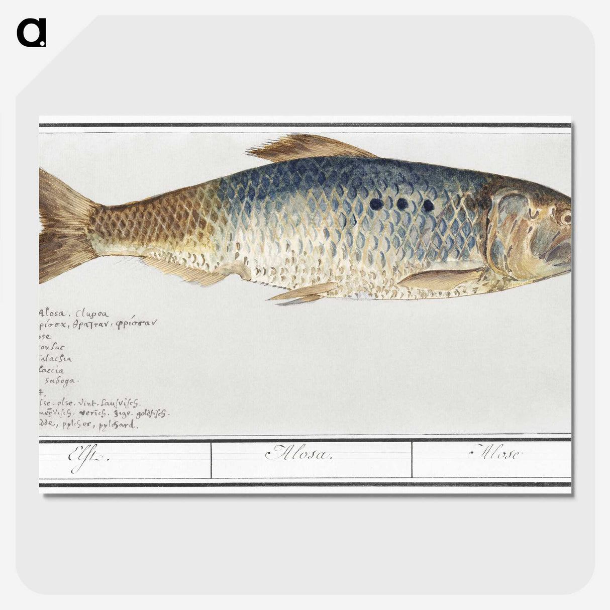 2-99_Anselmus-Boetius-de-Boodt_picture-crop
