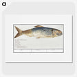 2-99_Anselmus-Boetius-de-Boodt_picture