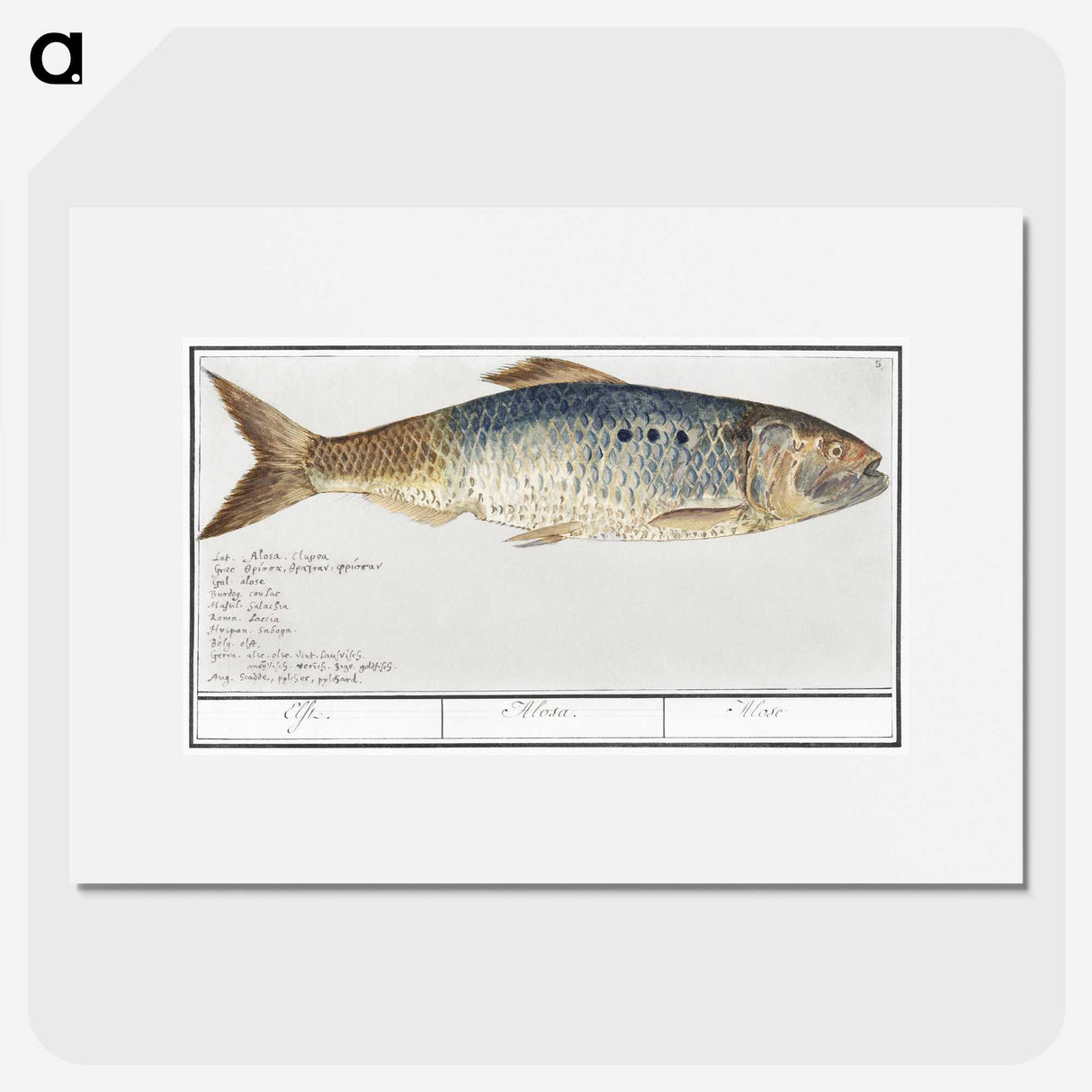 2-99_Anselmus-Boetius-de-Boodt_picture