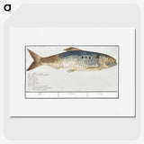 2-99_Anselmus-Boetius-de-Boodt_picture