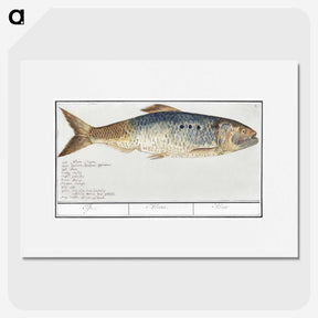 2-99_Anselmus-Boetius-de-Boodt_picture