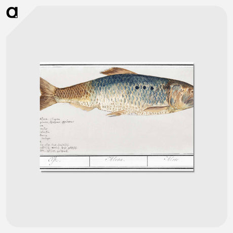 アートポストカード-Elft, Alosa alosa - アンセルムス ボエティウス デ ブート Postcard.