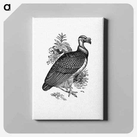 アートパネル-King Vulture
 - 大英図書館 Canvas.