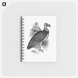 アートメモ帳-King Vulture
 - 大英図書館 Memo.