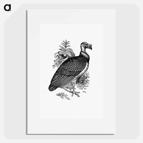 アートポスター-King Vulture
 - 大英図書館 Poster.