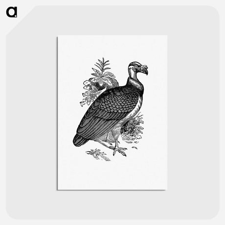 アートポストカード-King Vulture
 - 大英図書館 Postcard.