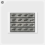 アートポストカード-Galloping Horse and Rider
 - エドワード マイブリッジ Postcard.