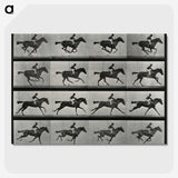 2-99_Eadweard-Muybridge_picture-crop