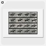 2-99_Eadweard-Muybridge_picture