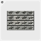 アートポストカード-Galloping Horse and Rider
 - エドワード マイブリッジ Postcard.