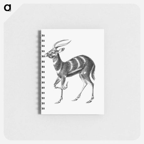 アートメモ帳-Vintage antelope wildlife illustration - エルンスト ヘッケル Memo.