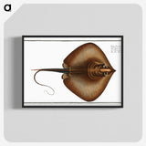 2-99_Ichtyologie-ou-Histoire-naturelle_blk-crop
