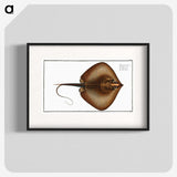 2-99_Ichtyologie-ou-Histoire-naturelle_blk