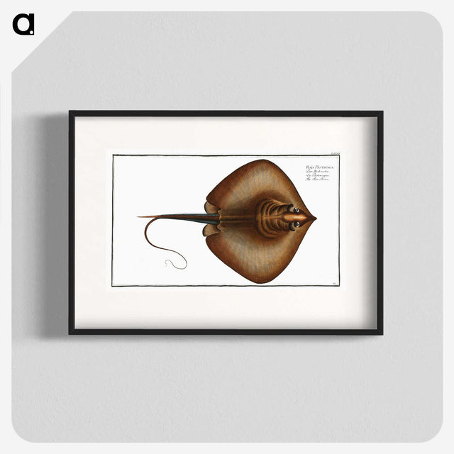 2-99_Ichtyologie-ou-Histoire-naturelle_blk