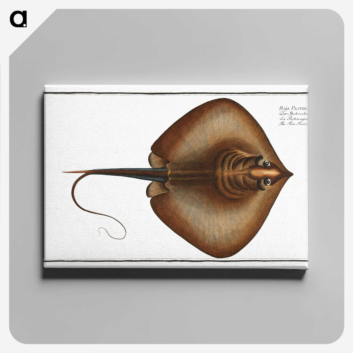 2-99_Ichtyologie-ou-Histoire-naturelle_canvas
