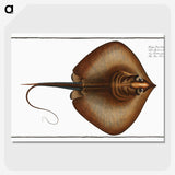2-99_Ichtyologie-ou-Histoire-naturelle_picture-crop