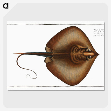 2-99_Ichtyologie-ou-Histoire-naturelle_picture-crop