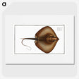 2-99_Ichtyologie-ou-Histoire-naturelle_picture