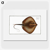 2-99_Ichtyologie-ou-Histoire-naturelle_picture