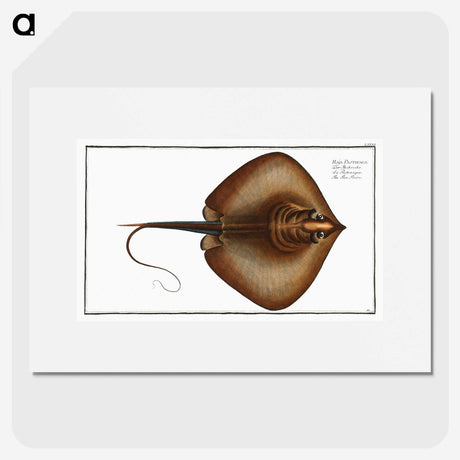 2-99_Ichtyologie-ou-Histoire-naturelle_picture