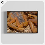 2-99_Insects-Unlocked-Project_blk-crop