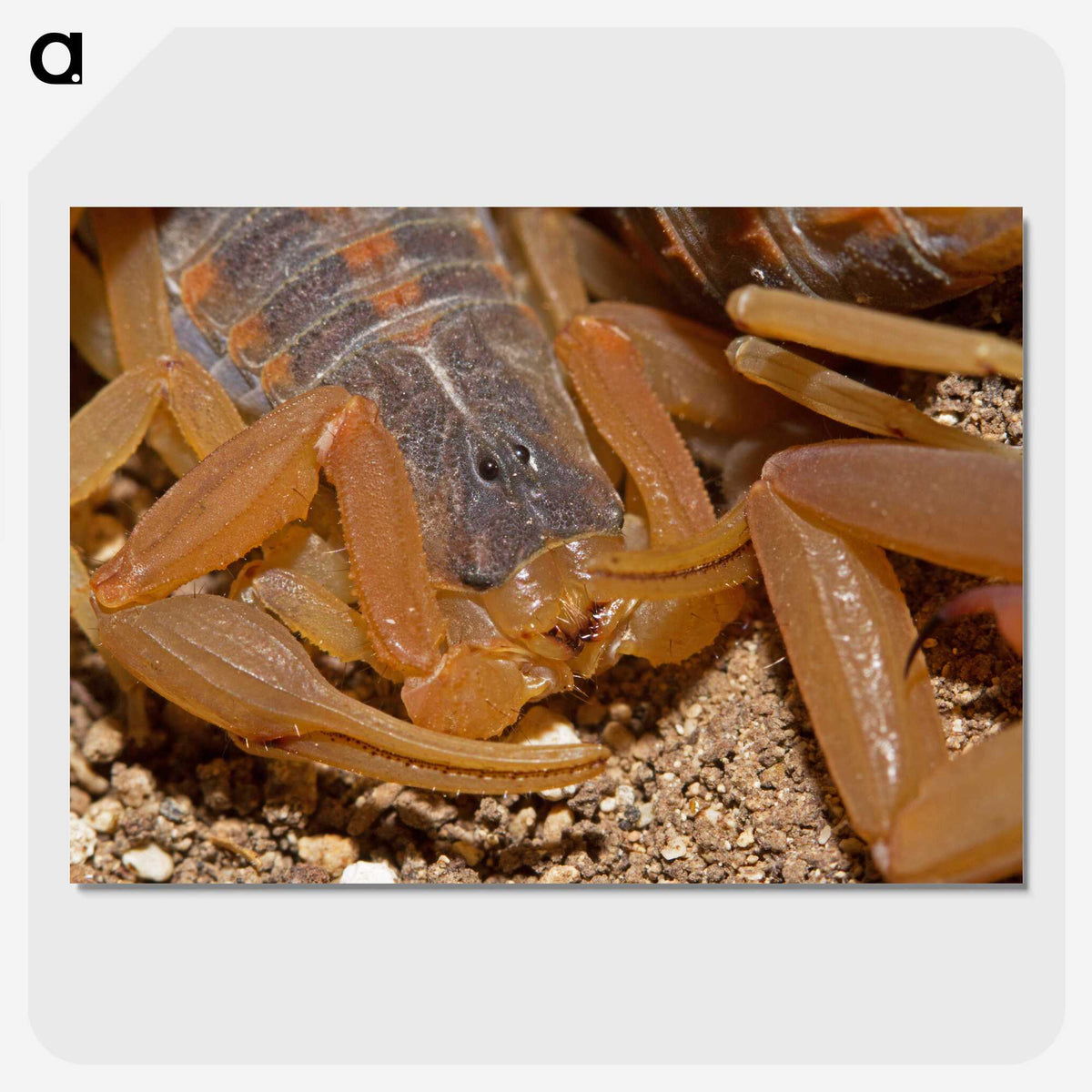 2-99_Insects-Unlocked-Project_picture-crop