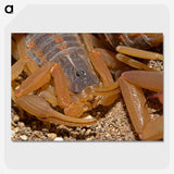2-99_Insects-Unlocked-Project_picture-crop