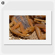 2-99_Insects-Unlocked-Project_picture