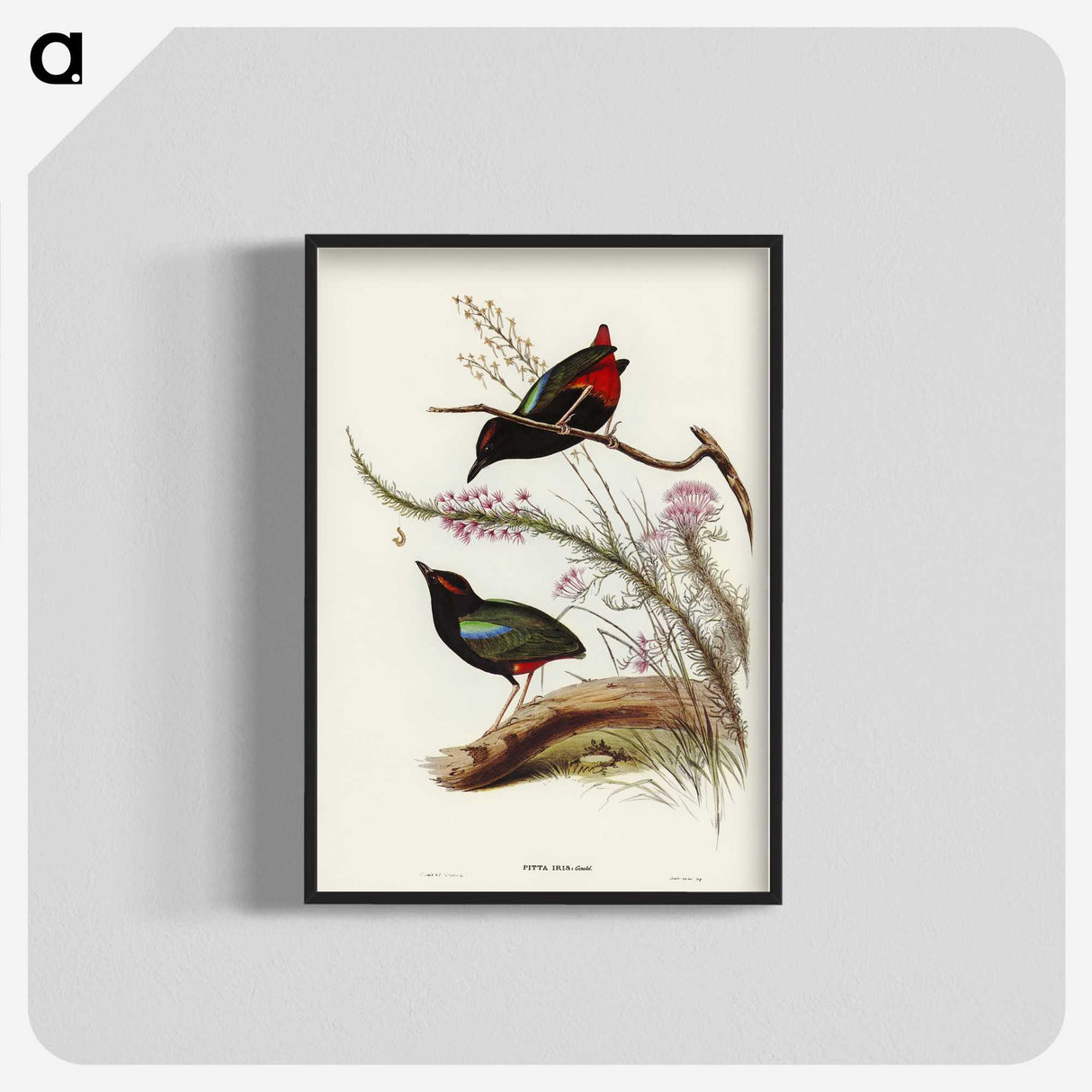2-99_John-Gould_blk-crop
