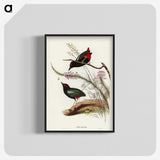 2-99_John-Gould_blk-crop