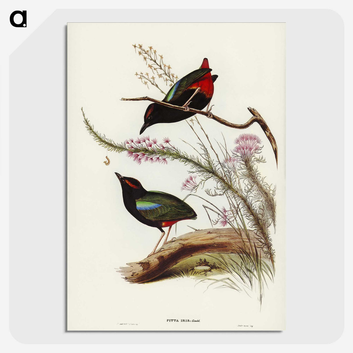 2-99_John-Gould_picture-crop
