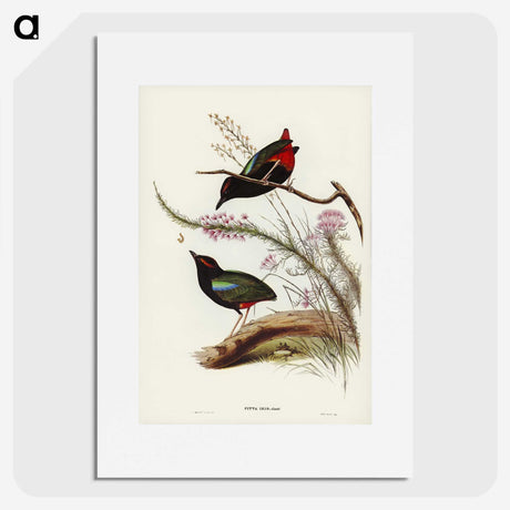 2-99_John-Gould_picture