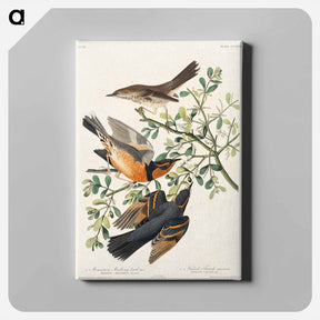 アートパネル-Mountain Mockingbird and Varied Thrush
 - ジョン ジェームス オーデュボン Canvas.