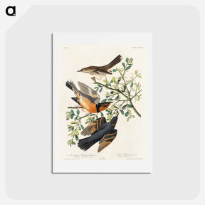 アートポストカード-Mountain Mockingbird and Varied Thrush
 - ジョン ジェームス オーデュボン Postcard.