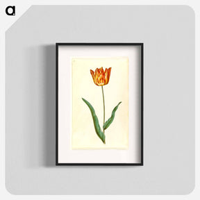 アートポスター-Tulipa Gesneriana
 - マリア ジビーラ メーリアン Poster.
