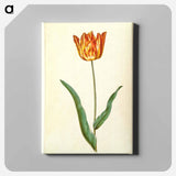 アートパネル-Tulipa Gesneriana
 - マリア ジビーラ メーリアン Canvas.