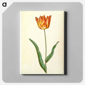 アートパネル-Tulipa Gesneriana
 - マリア ジビーラ メーリアン Canvas.