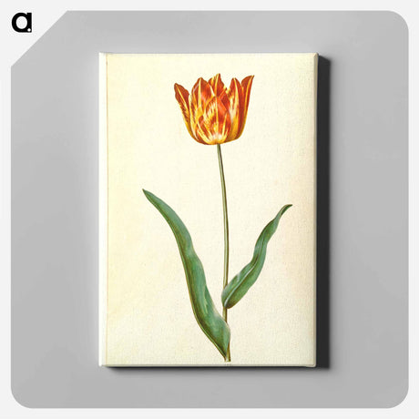 アートパネル-Tulipa Gesneriana
 - マリア ジビーラ メーリアン Canvas.