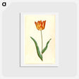 アートポストカード-Tulipa Gesneriana
 - マリア ジビーラ メーリアン Postcard.