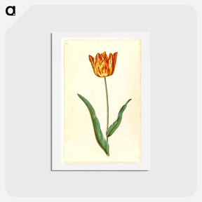 アートポストカード-Tulipa Gesneriana
 - マリア ジビーラ メーリアン Postcard.
